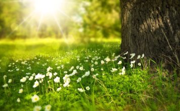 Czy w przyczepce samochodowej musi być światło przeciwmgielne?