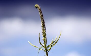 Co ile wymienia się panewki?
