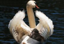 Czy w taksówce trzeba mieć fotelik dla dziecka?