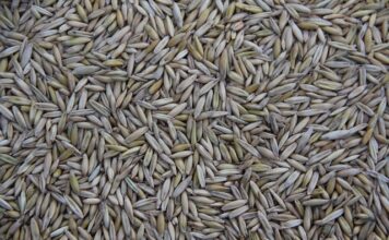 Gdzie produkuje się Porsche?